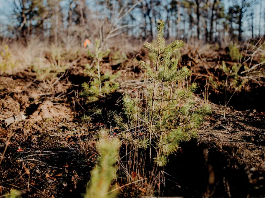 Aufforstungsfläche von PLANT-MY-TREE
